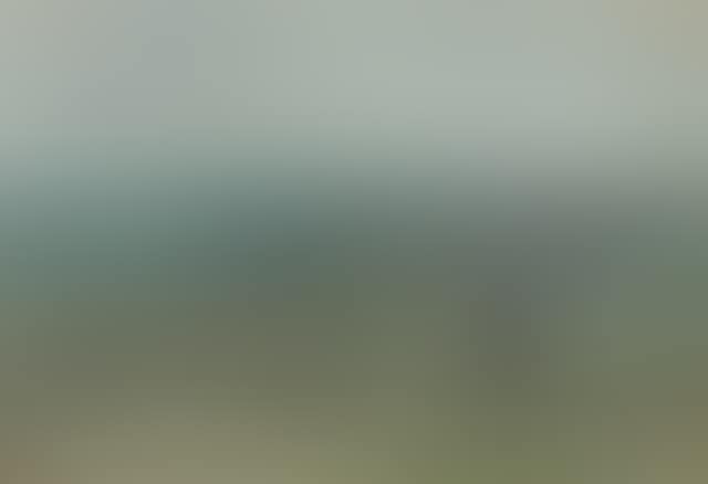 Ponies grazing on Exmoor (preview)