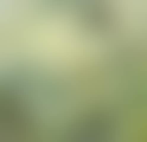 Golden Morning (recto), Picking flowers (verso) (preview)