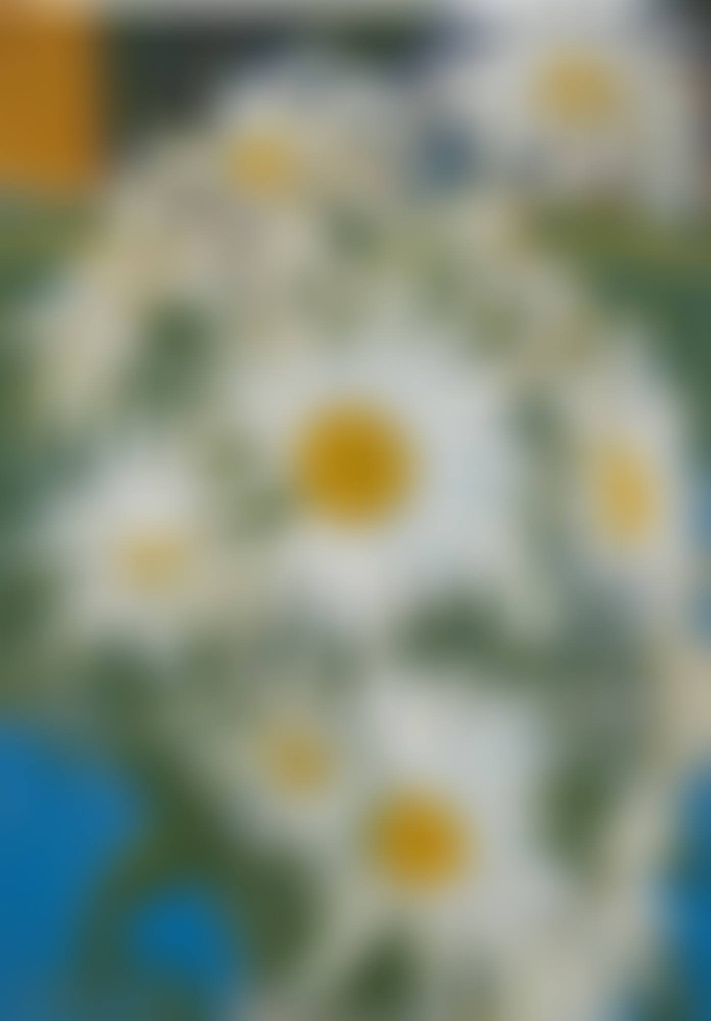 MARGUERITES (preview)