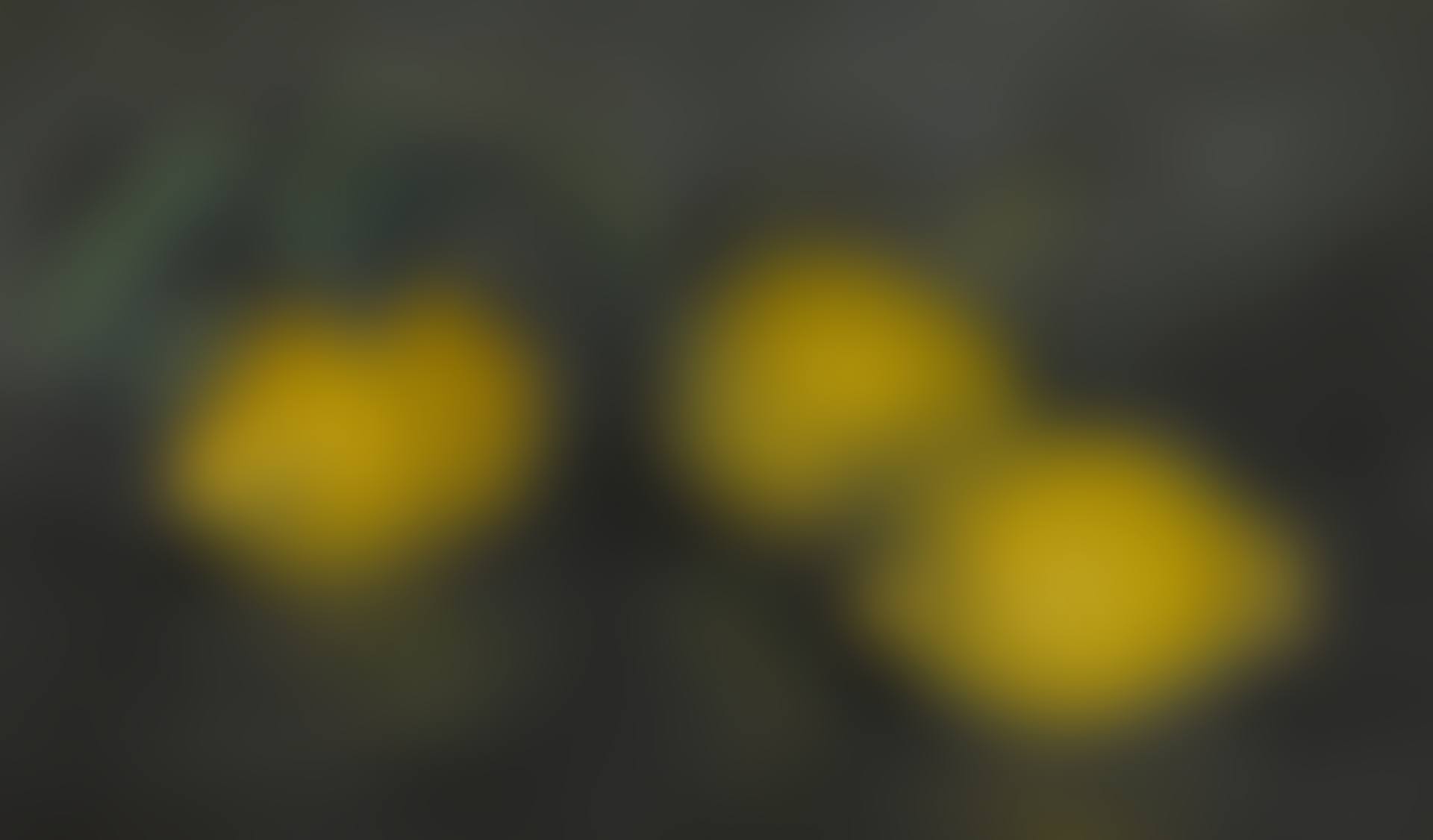 LEMONS (preview)