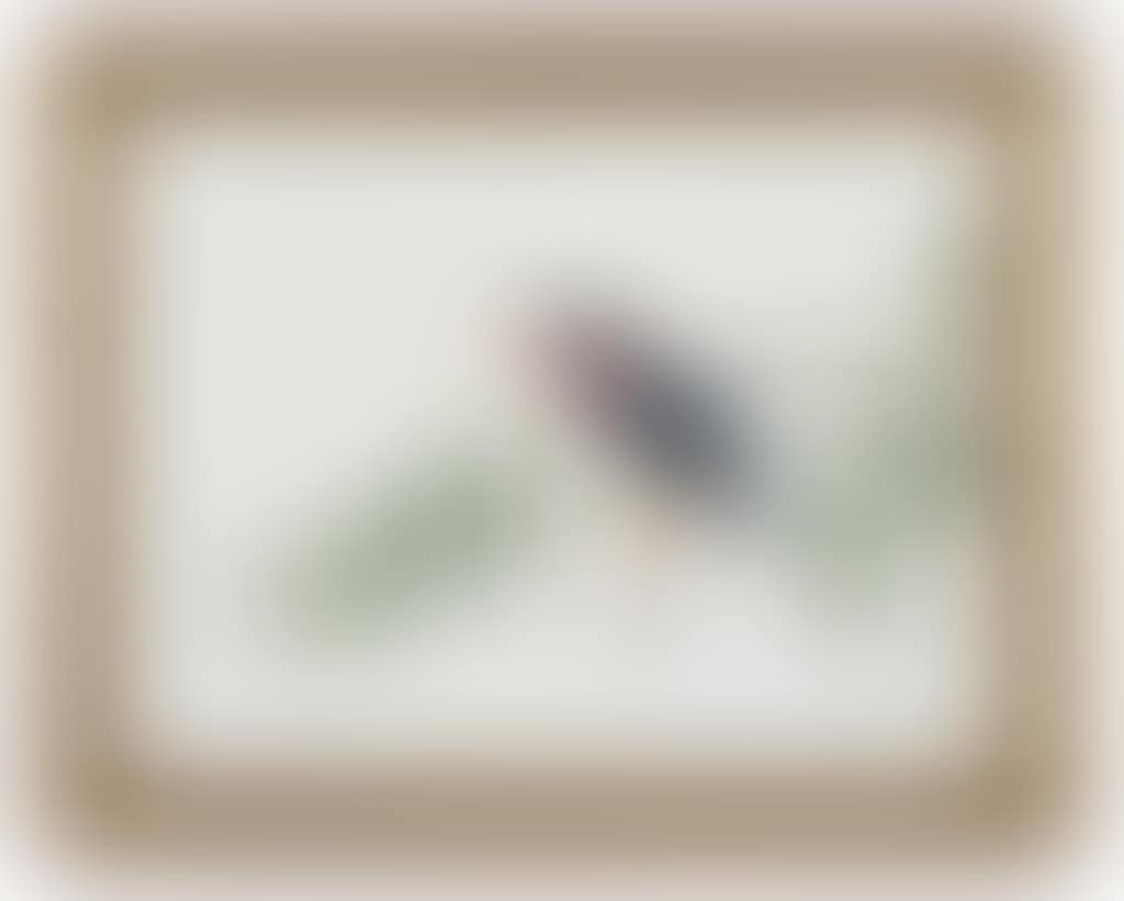 A SET OF 22 ORNITHOLOGICAL STUDIES (preview)