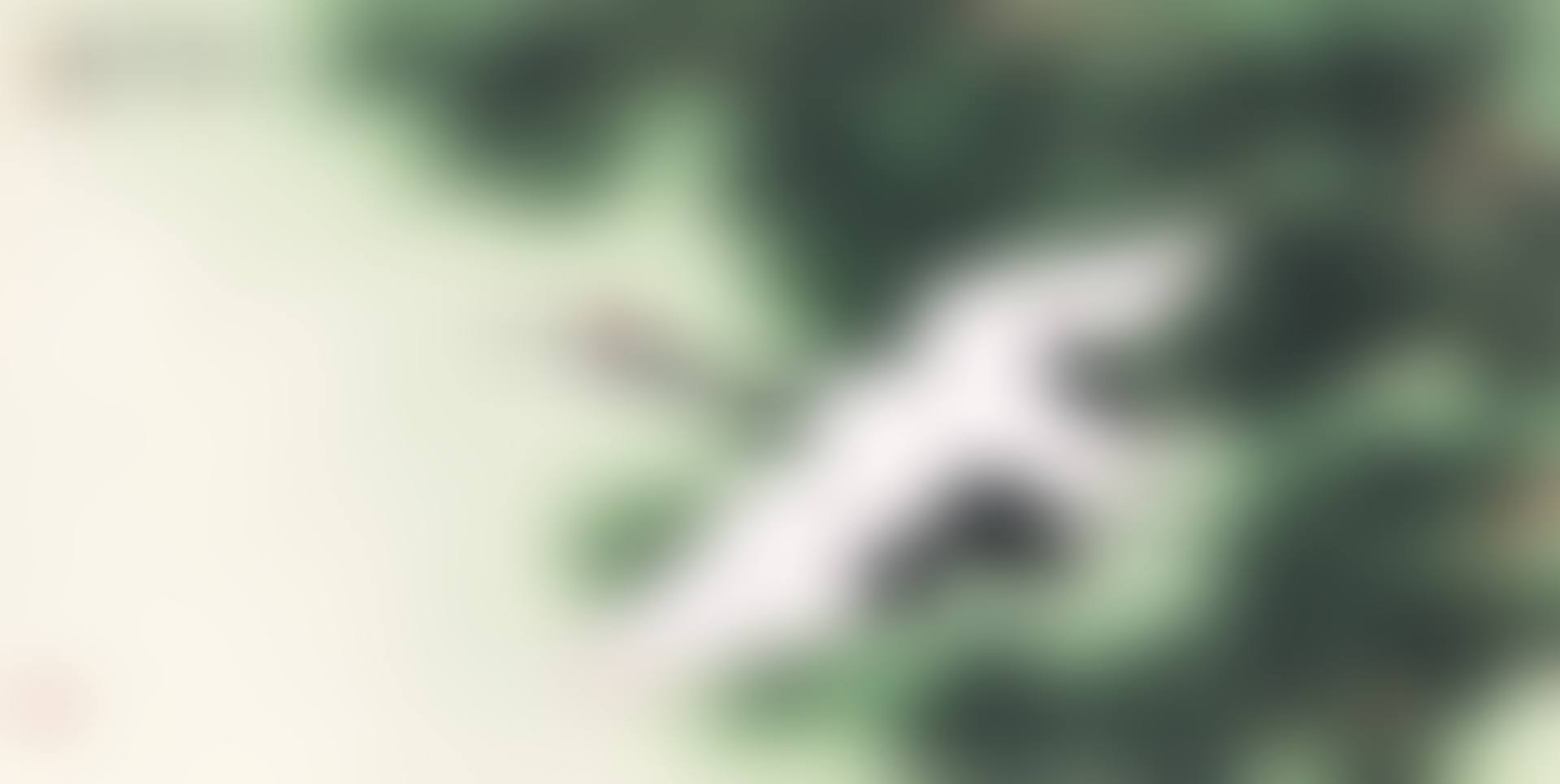 CRANE PERCHING ON THE PINE (preview)