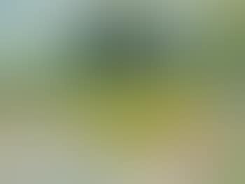 Landschaft mit blühender Wiese (preview)