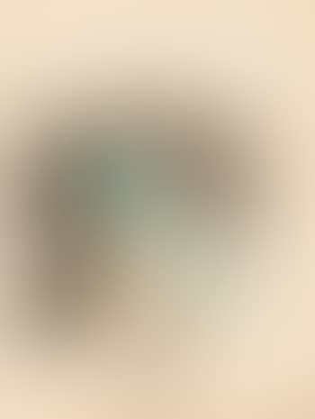 Birke (Birch) (preview)