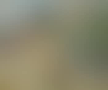 Paysage (preview)