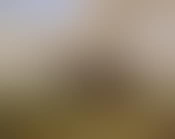 A racehorse with jockey up (preview)