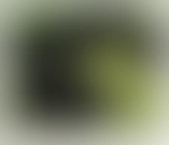 Herd of Welsh Black cattle on green background (preview)