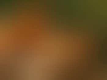 Rooster and Hen (preview)
