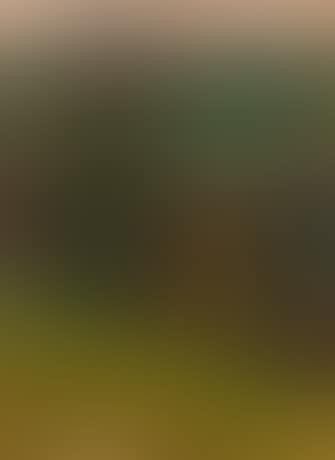 Gegen den Abendhimmel (preview)