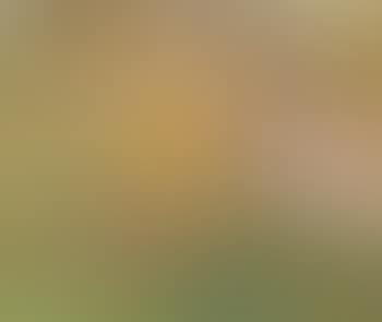 Paysage au moulin (preview)