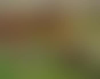 Paysage de campagne (preview)