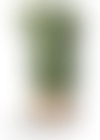 Persée (preview)
