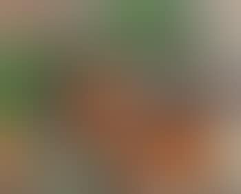 Still life (preview)