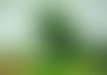 Landscape with big trees and grazing cows (preview)