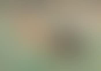 Grazing cows in Flanders (preview)