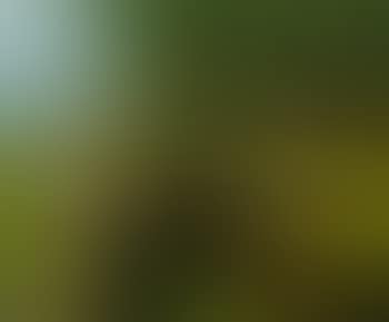 Water lilies in the reeds (preview)