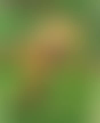 Portrait of a seated child in a garden (preview)