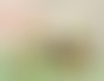Untitled - Zonder titel (preview)