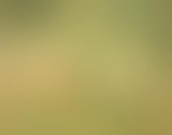 Orto (preview)
