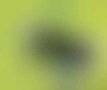 Opus 21H (preview)