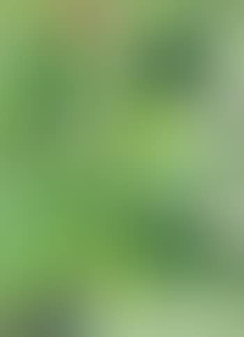 Island Flora (preview)