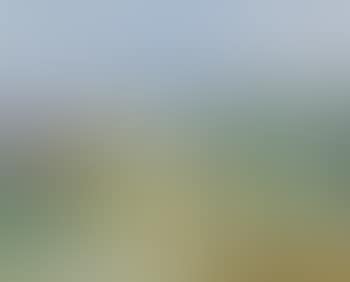 Chevaux en Camargue (preview)