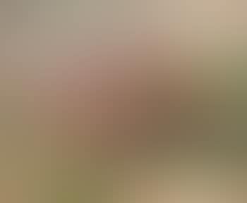 Arbre en fleur (preview)
