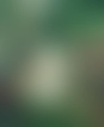 Landscape (preview)