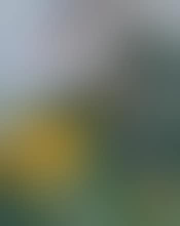 Paysage au grand arbre (preview)