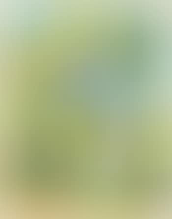 A view through the trees (preview)