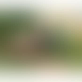 Sommer im Schwarzwald (preview)