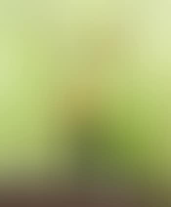 Roses jaunes fond vert (preview)