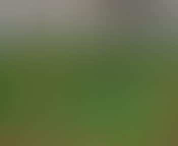 Paysage (preview)