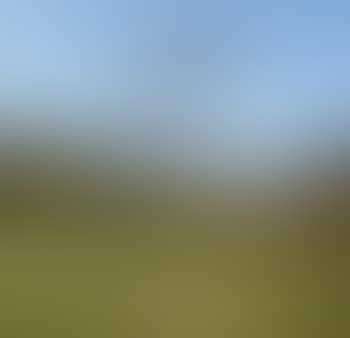 Untitled (Early Dandelion) (preview)