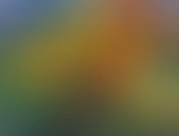Leuchtende Sonnenblumen (preview)