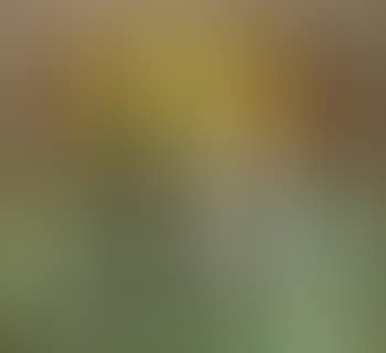 Natura morta (preview)