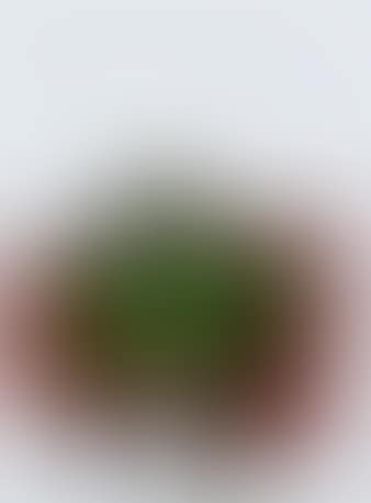 Full Camouflage (preview)