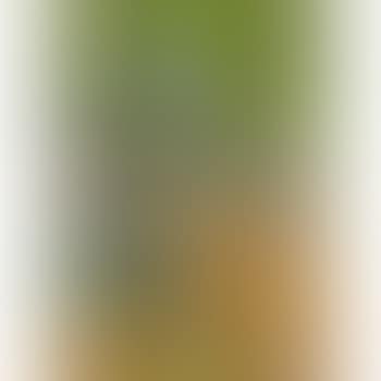 In The Woods (preview)