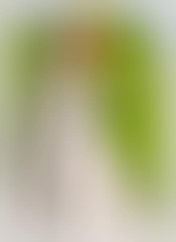 Curve (preview)