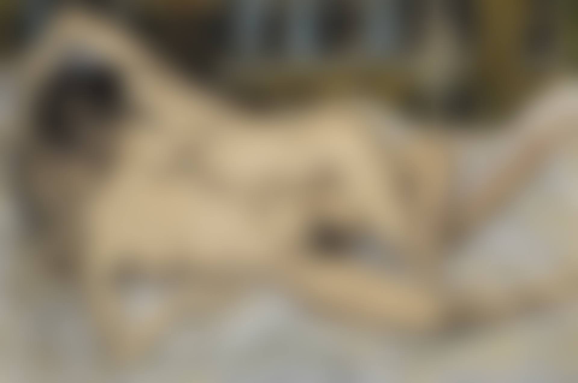 LES AMIES (preview)