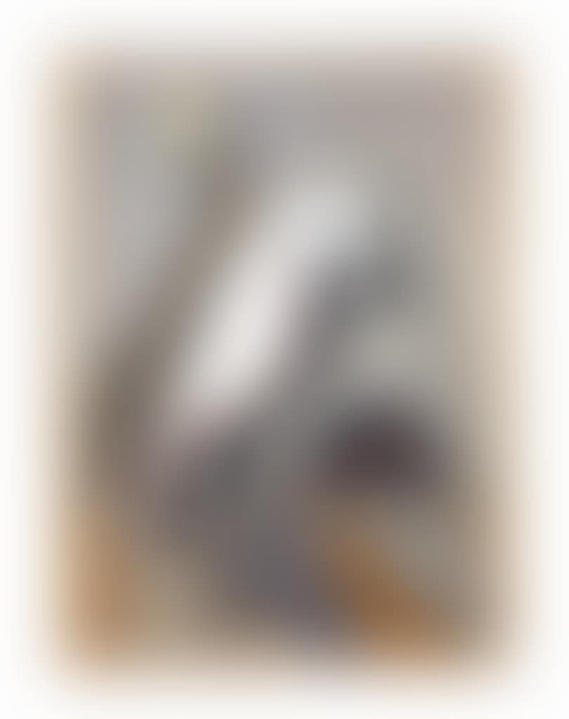 Bird in Cornfield (preview)