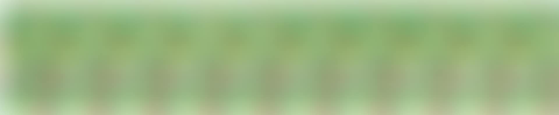 CAMOUFLAGE (preview)
