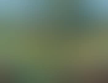 Neil Douglas' garden (preview)