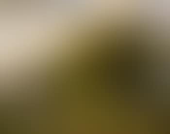 Cattle trough beside a forest (preview)