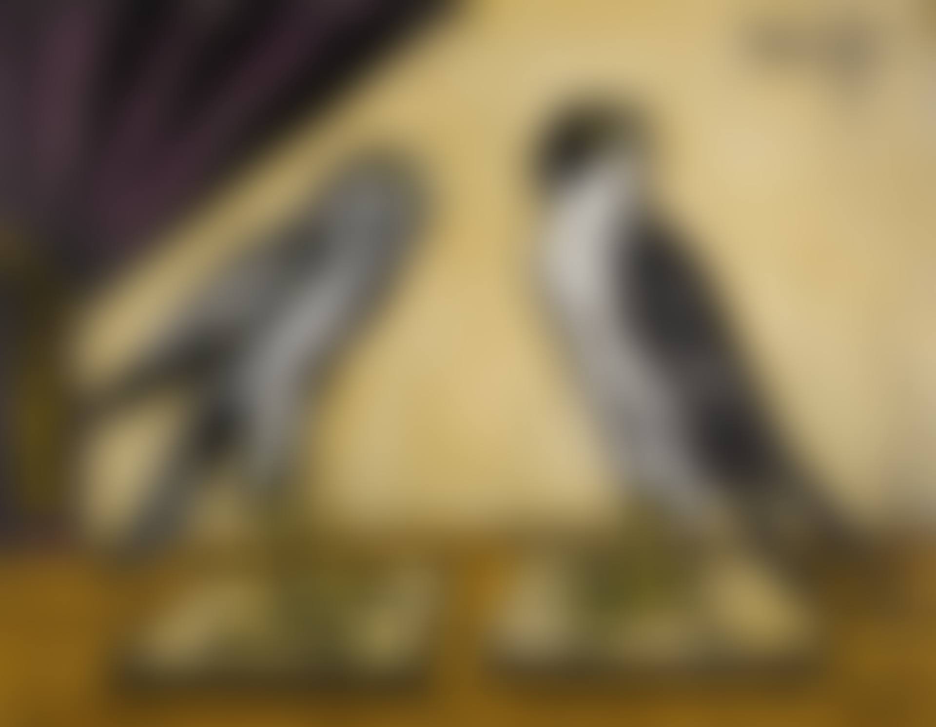 BUSARD ET FAUCON PÉLERIN (preview)