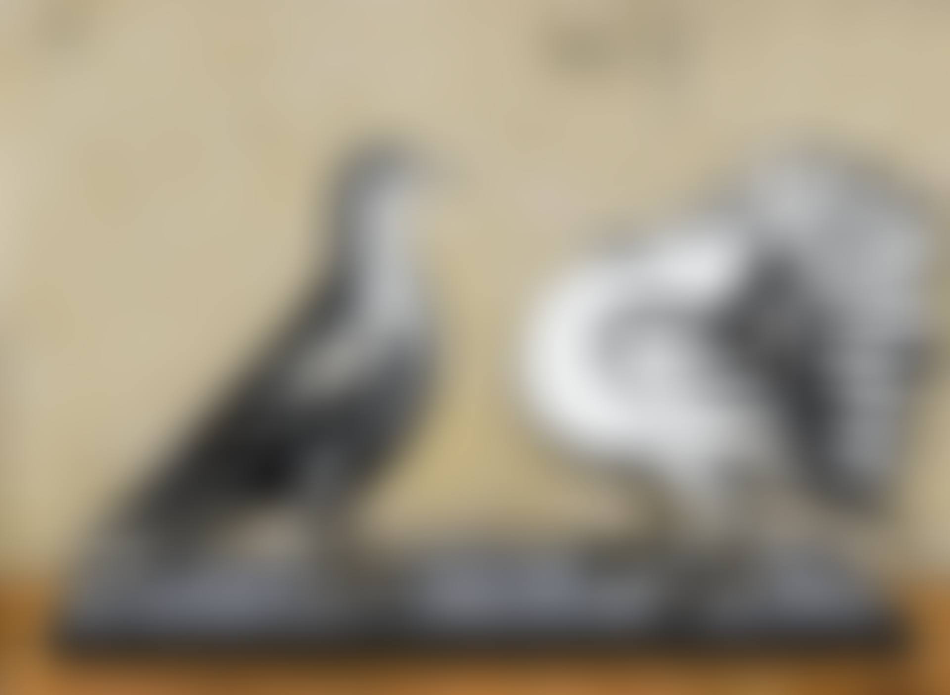 PIGEON GRIS ET PIGEON PAON (preview)