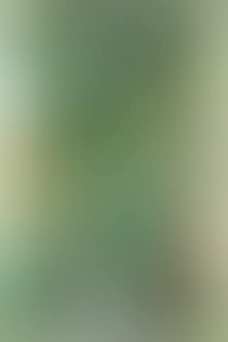 Tree and Palette (preview)
