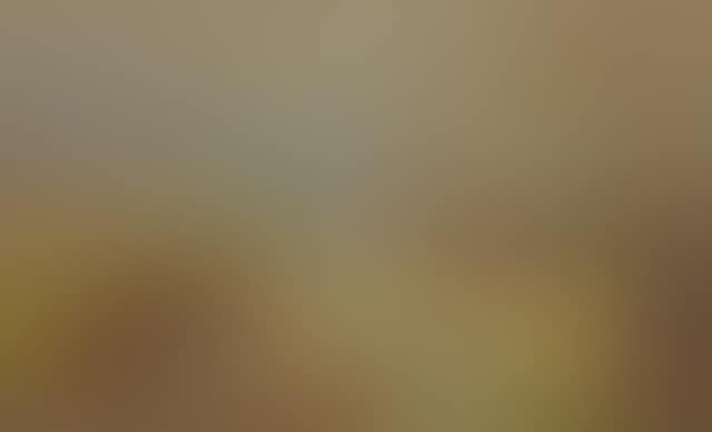 Study for Grouse on the Moor (preview)