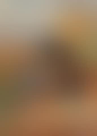 Peregrine falcon and mallard duck on a sandbank (preview)