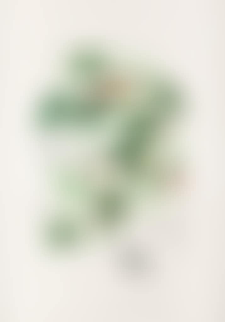 Passiflora Laurigera (preview)